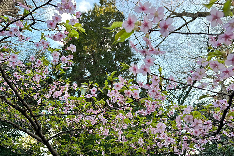 武蔵野八幡宮の境内にある河津桜