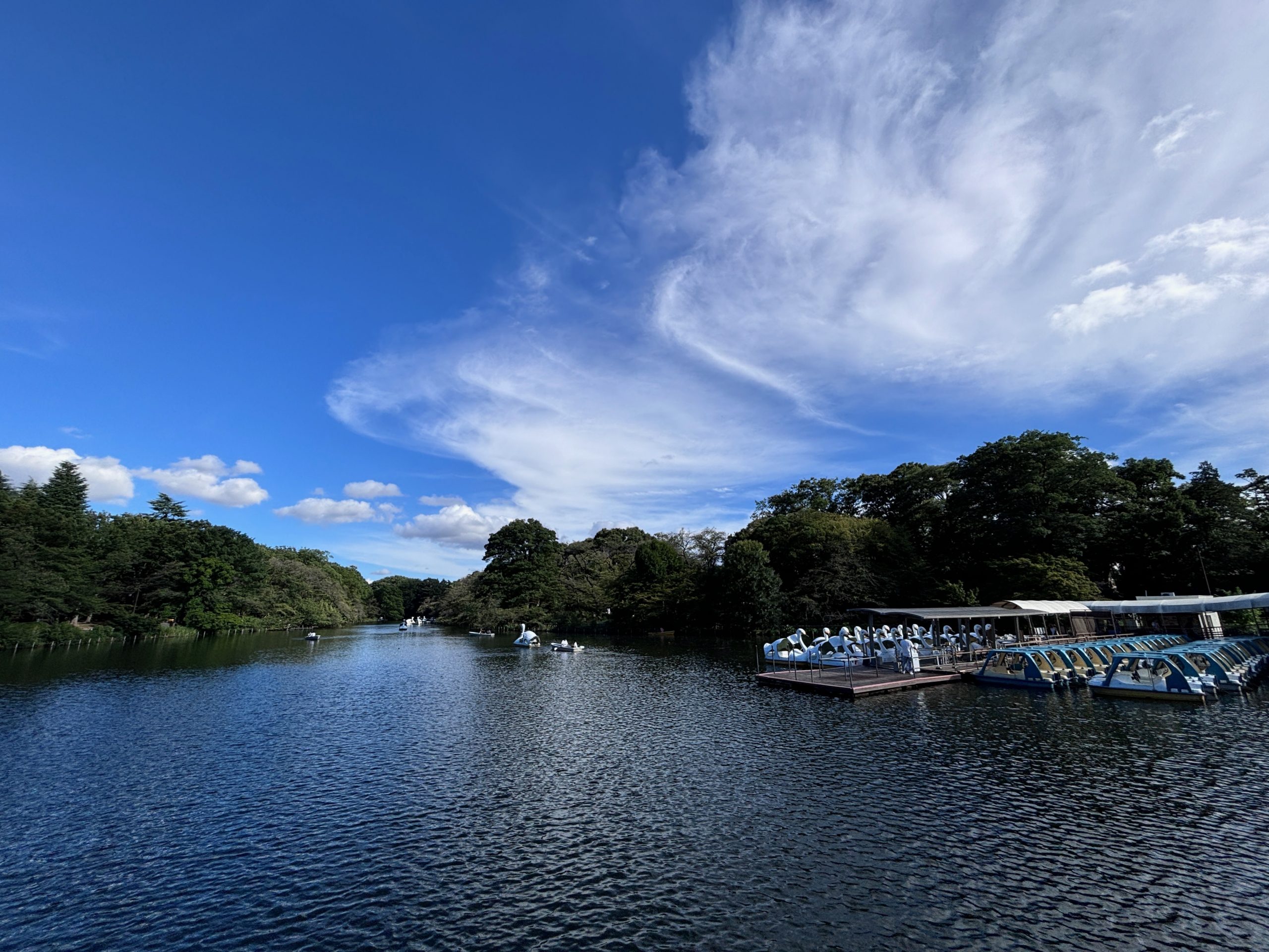 井の頭公園の池