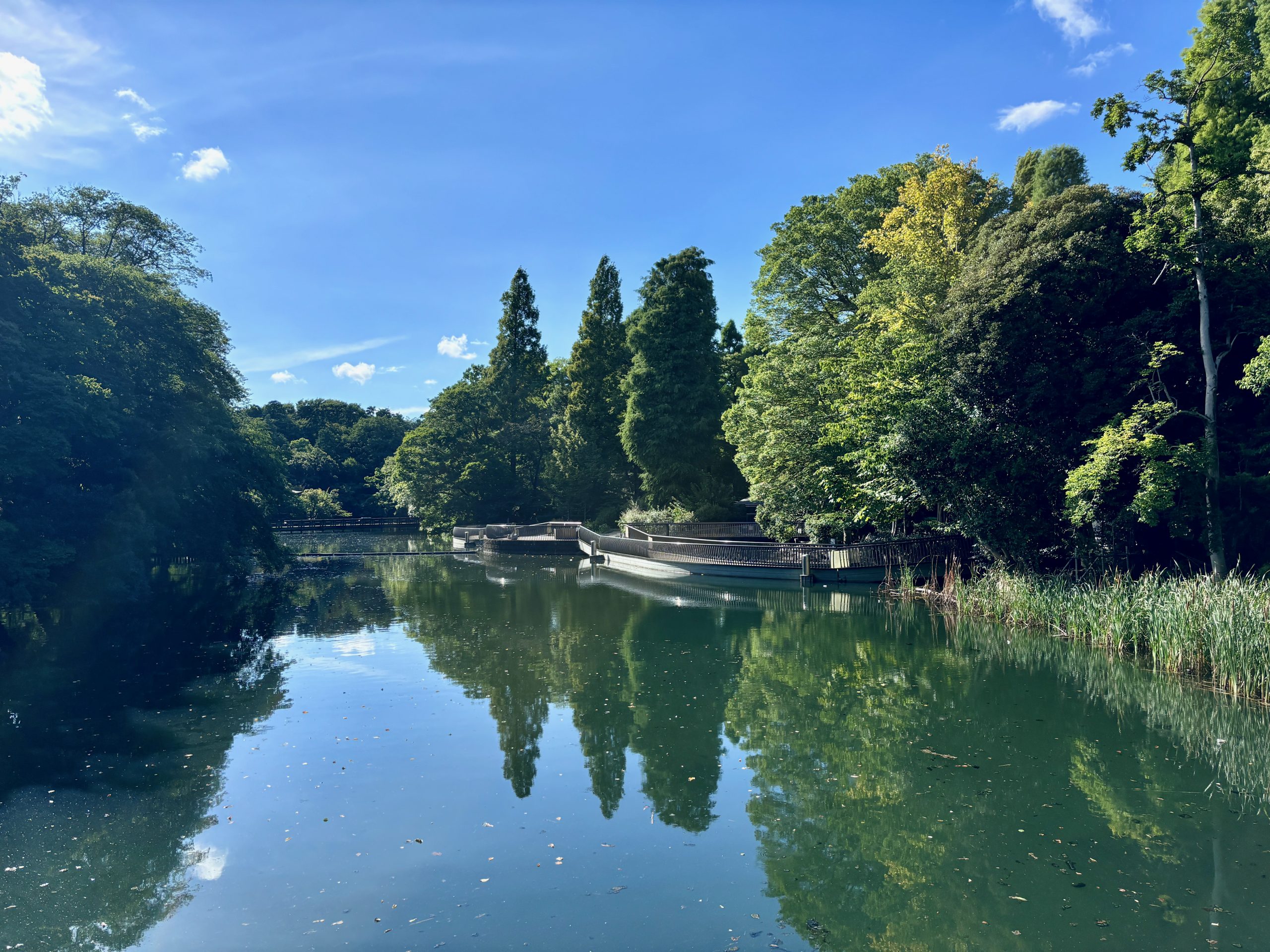 井の頭公園の池