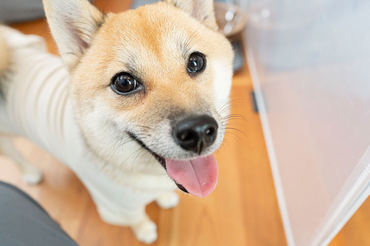 かわいい愛犬の顔